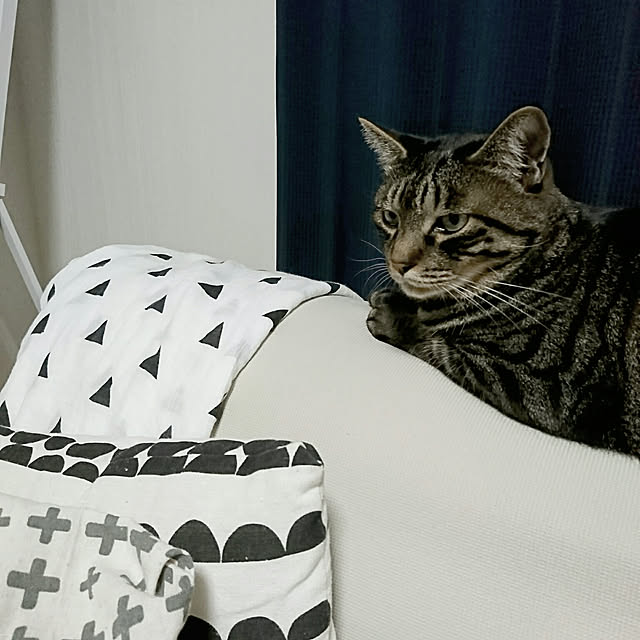 ka-koさんの実例写真