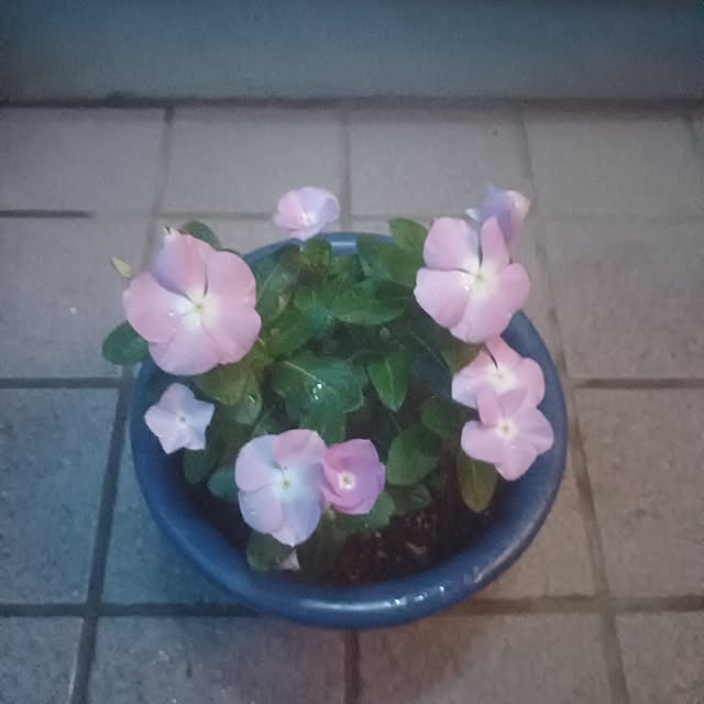 tuushiさんの実例写真