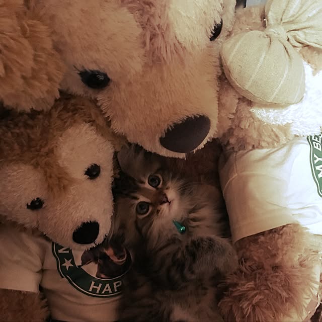 CATさんの実例写真