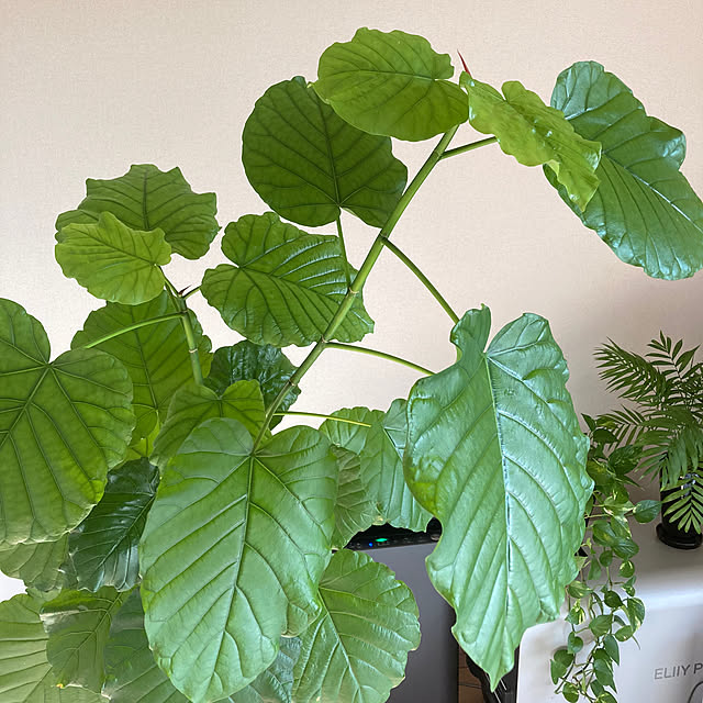 LoveMさんの部屋