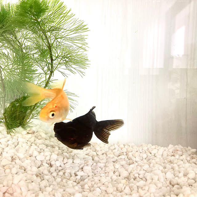 maki_papercraftさんの部屋