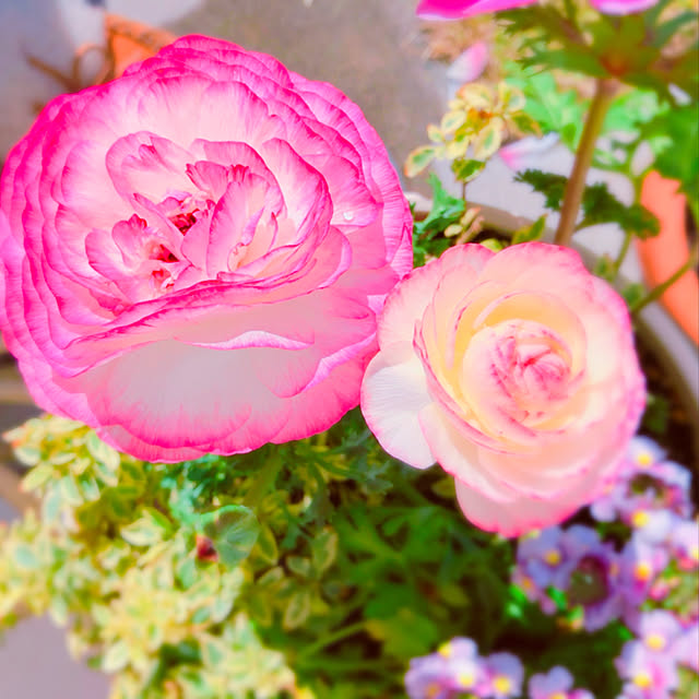 hinamamaさんの実例写真