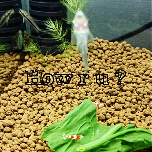 Little-Bambiさんの実例写真