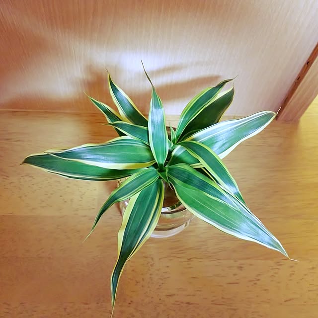 72chocoさんの実例写真