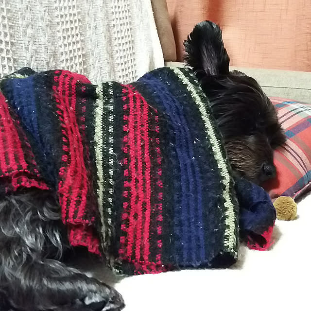 achyaさんの実例写真