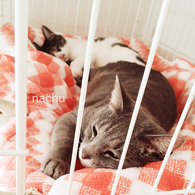nachuさんの実例写真