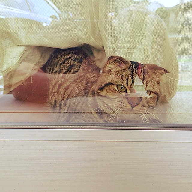 noguriさんの実例写真