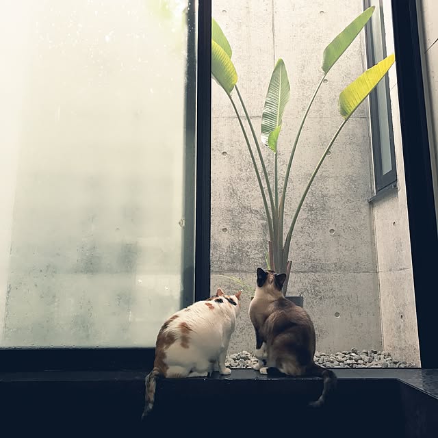 mashさんの実例写真
