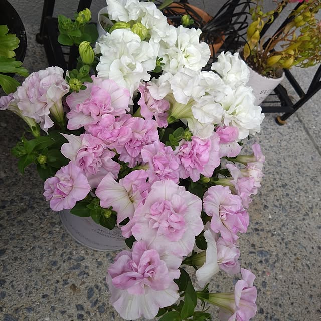garden.numaさんの実例写真