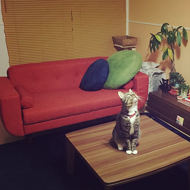 takami0501さんの実例写真