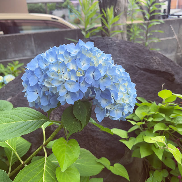 玄関/入り口/梅雨/にわのある暮らし/にわ/庭のある暮らし...などのインテリア実例 - 2025-06-02 14:38:45