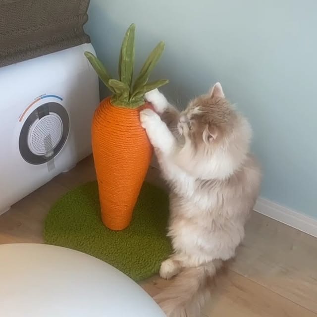 Shiratamaさんの部屋