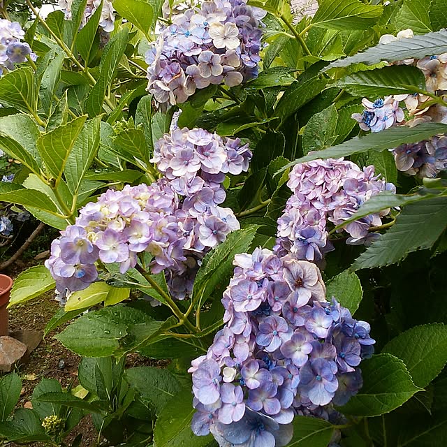 yum0408さんの実例写真