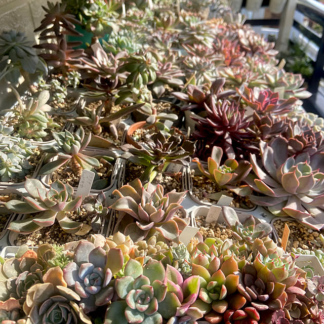 na-chanさんの実例写真