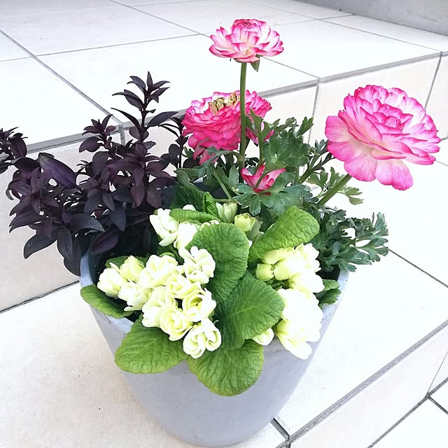 玄関/入り口/花のある暮らし/寄せ植え/ラナンキュラス/クリスマスローズ...などのインテリア実例 - 2025-03-23 16:35:13