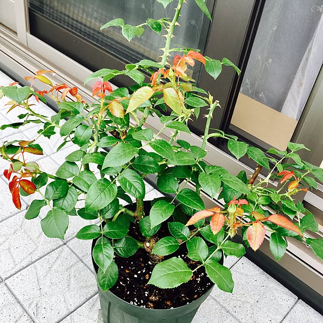 yakitoripieさんの実例写真