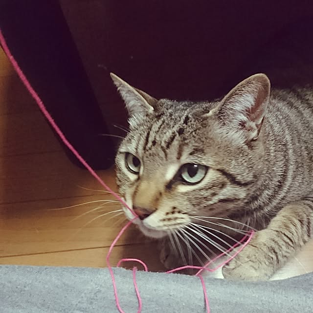 CHIBIさんの実例写真