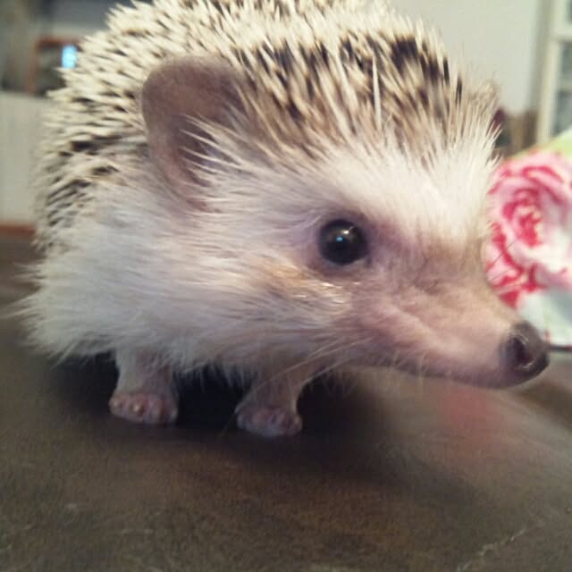 kuruさんの実例写真