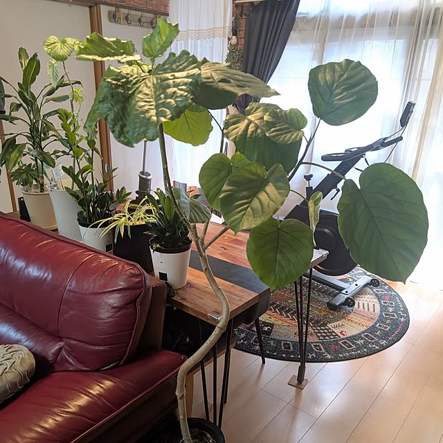 naoporonさんの部屋