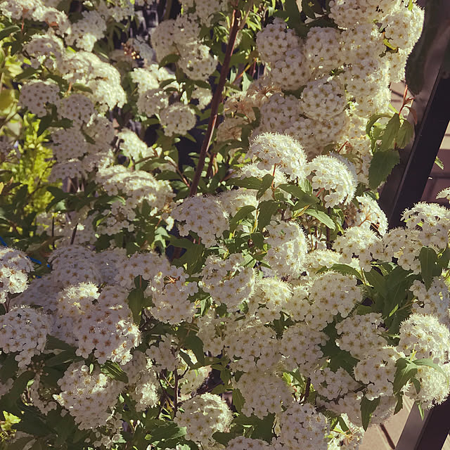 fuyiqian1026さんの実例写真