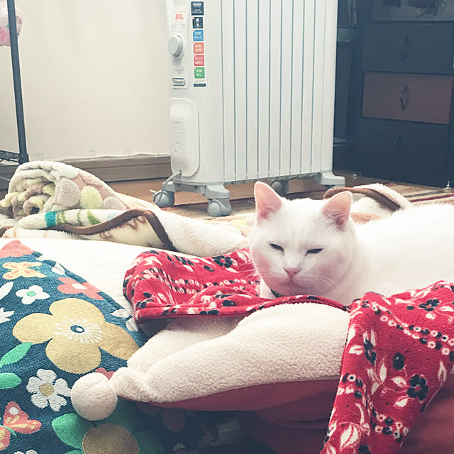ねこ部 デロンギオイルヒーターのおすすめ商品とおしゃれな実例