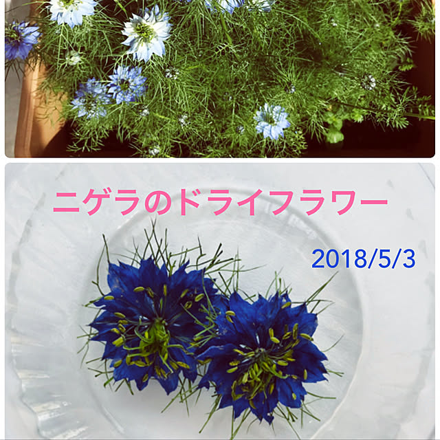 eshinobumさんの実例写真