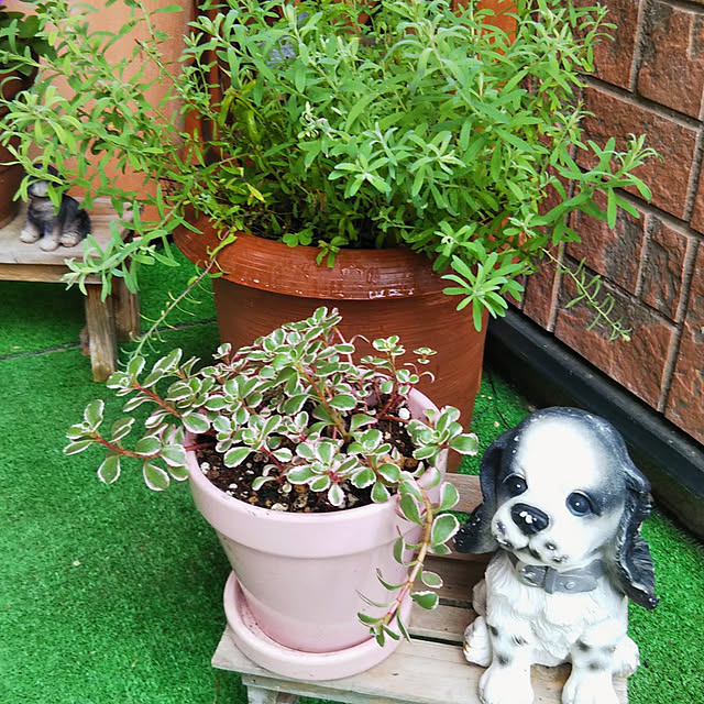 Tirorinさんの実例写真