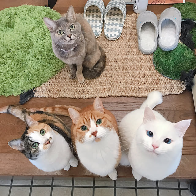 nyanko-beamさんの実例写真