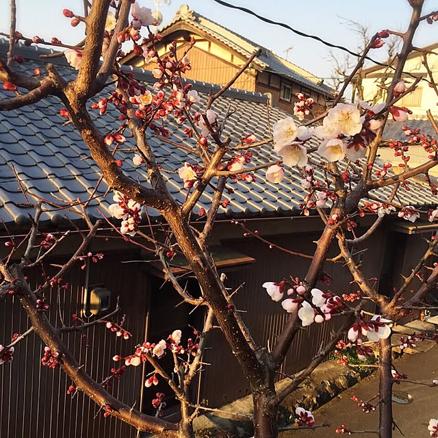 moririnさんの実例写真