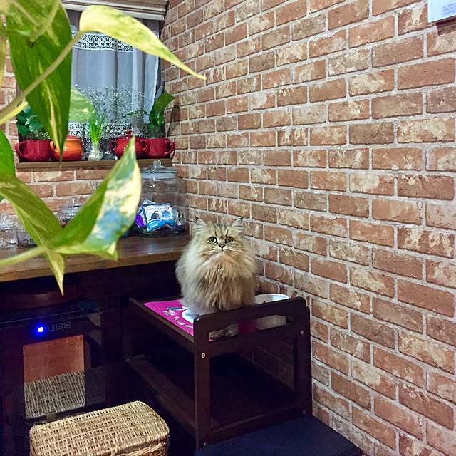 butachanさんの実例写真