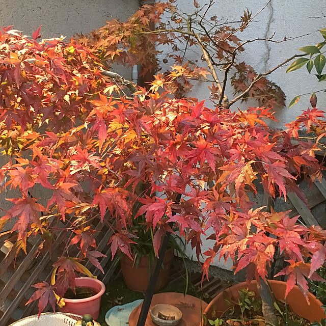 sakuranboさんの実例写真