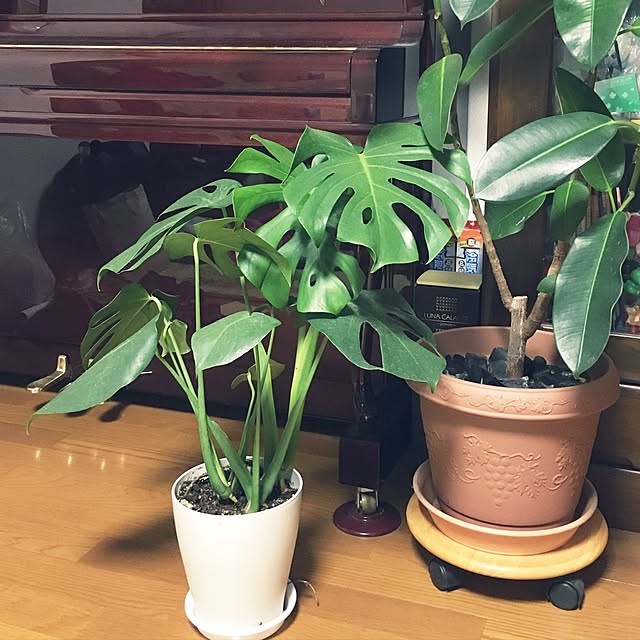 niconさんの実例写真