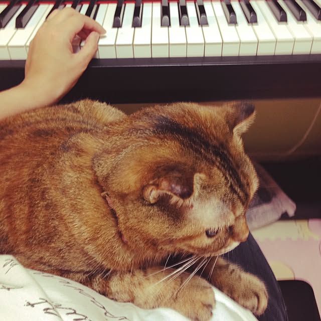 Y.Gさんの実例写真