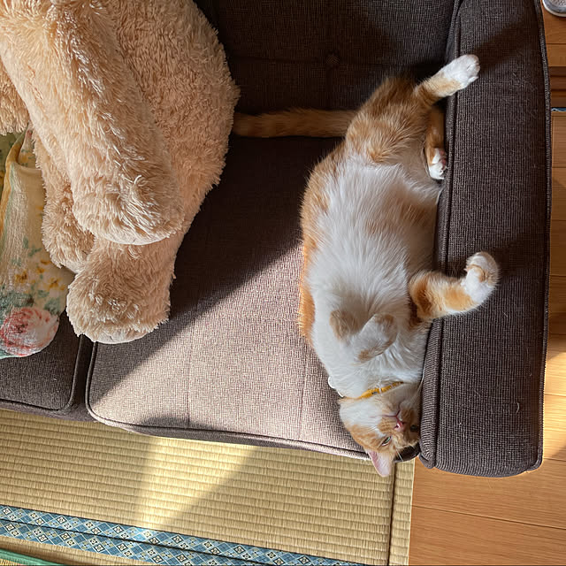 cassandra24mさんの実例写真