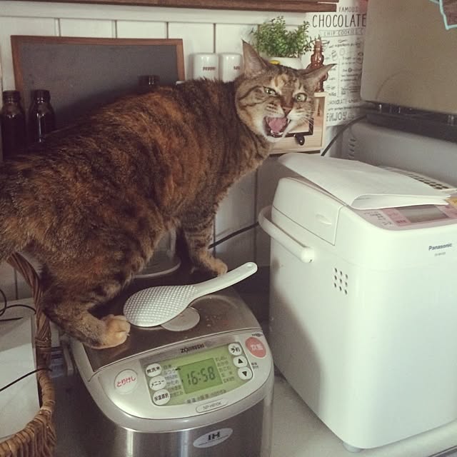 maiさんの実例写真