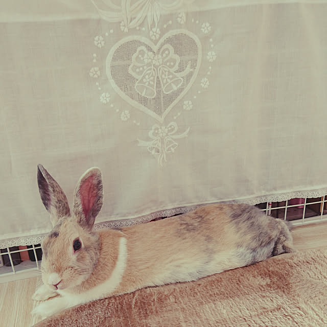 Nanaさんの実例写真