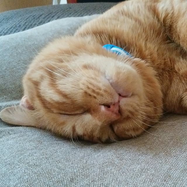yum0408さんの実例写真