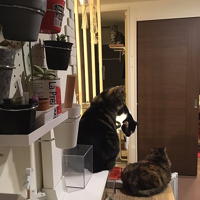 mikomaruさんの実例写真