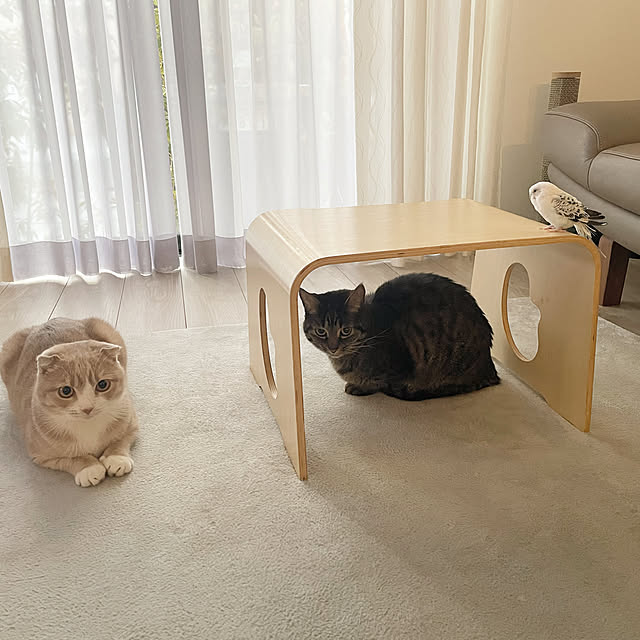 riyucoさんの実例写真