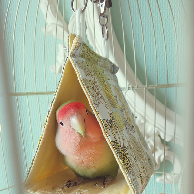 twinkle-butterfly38さんの実例写真