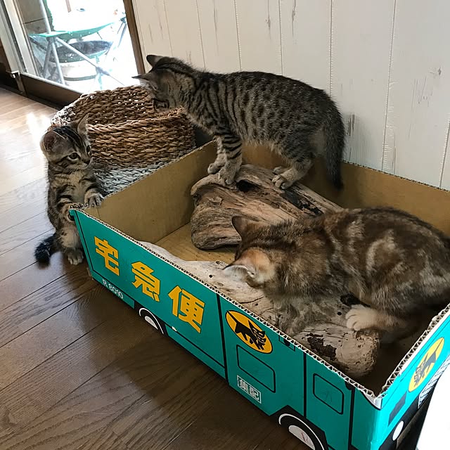 pepeさんの実例写真