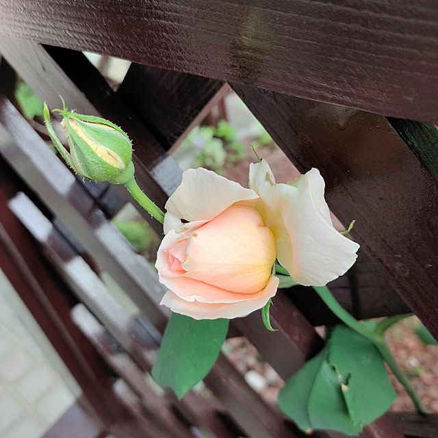 kiraさんの部屋