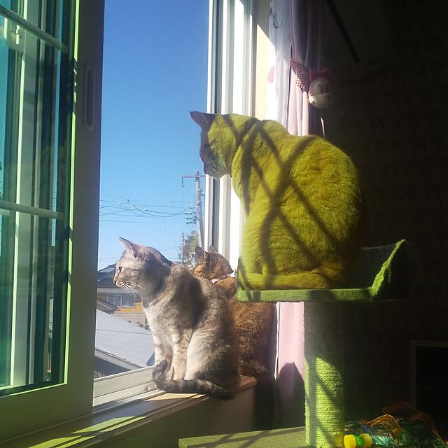実例写真