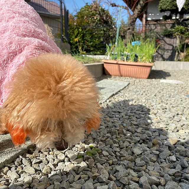 aki87koさんの実例写真