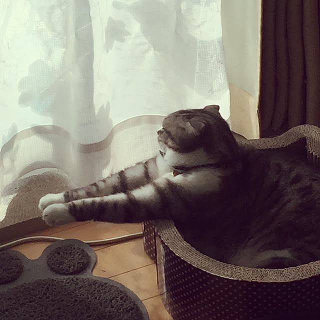 acoさんの実例写真