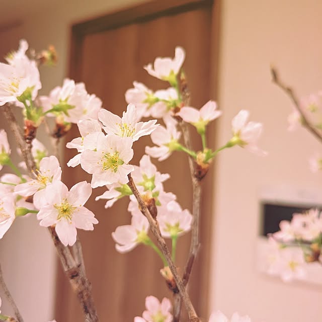 harikoさんの部屋