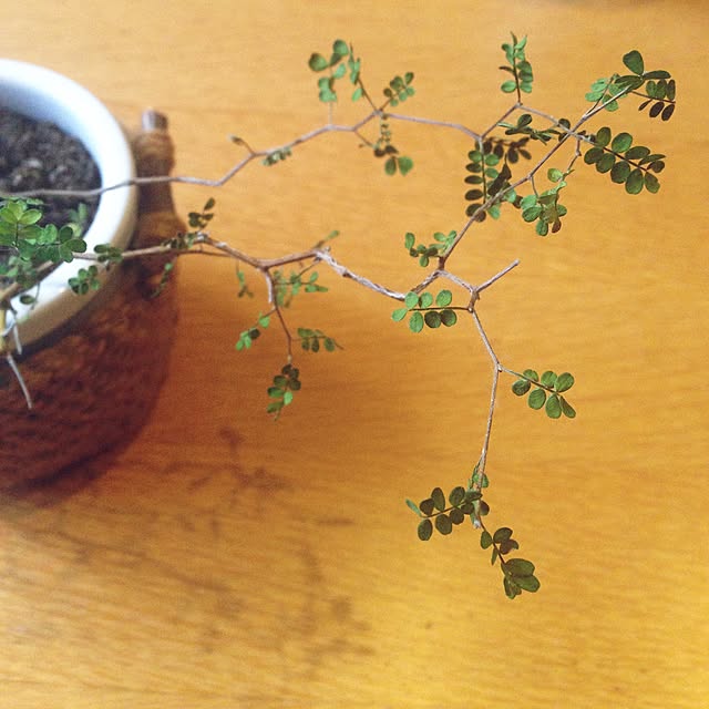 机/グリーン/植物のインテリア実例 - 2014-12-13 16:33:42