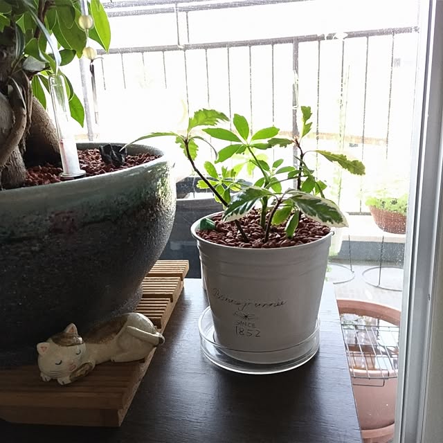 mi-saさんの部屋