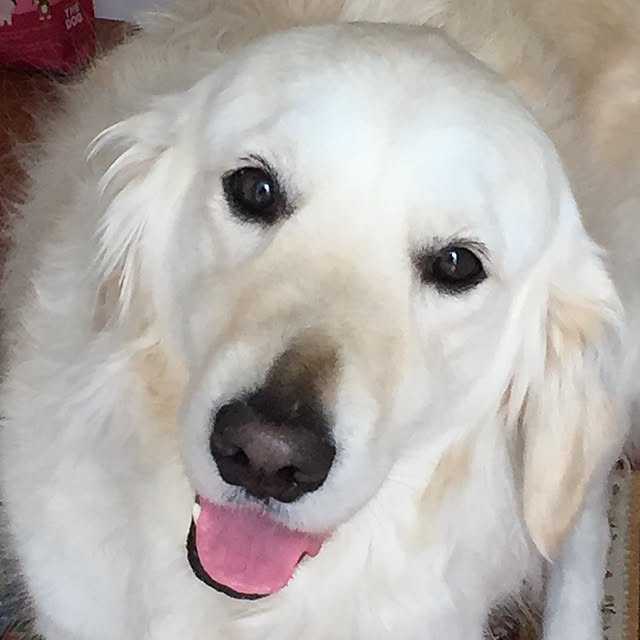 angeさんの実例写真