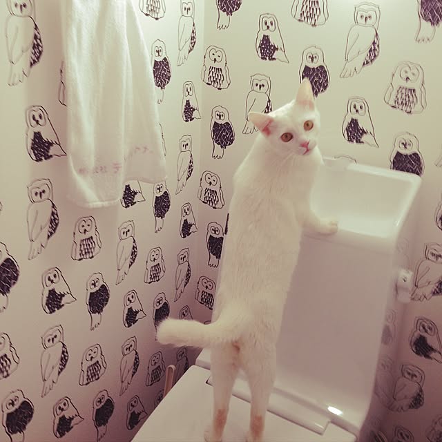 Reonaさんの実例写真